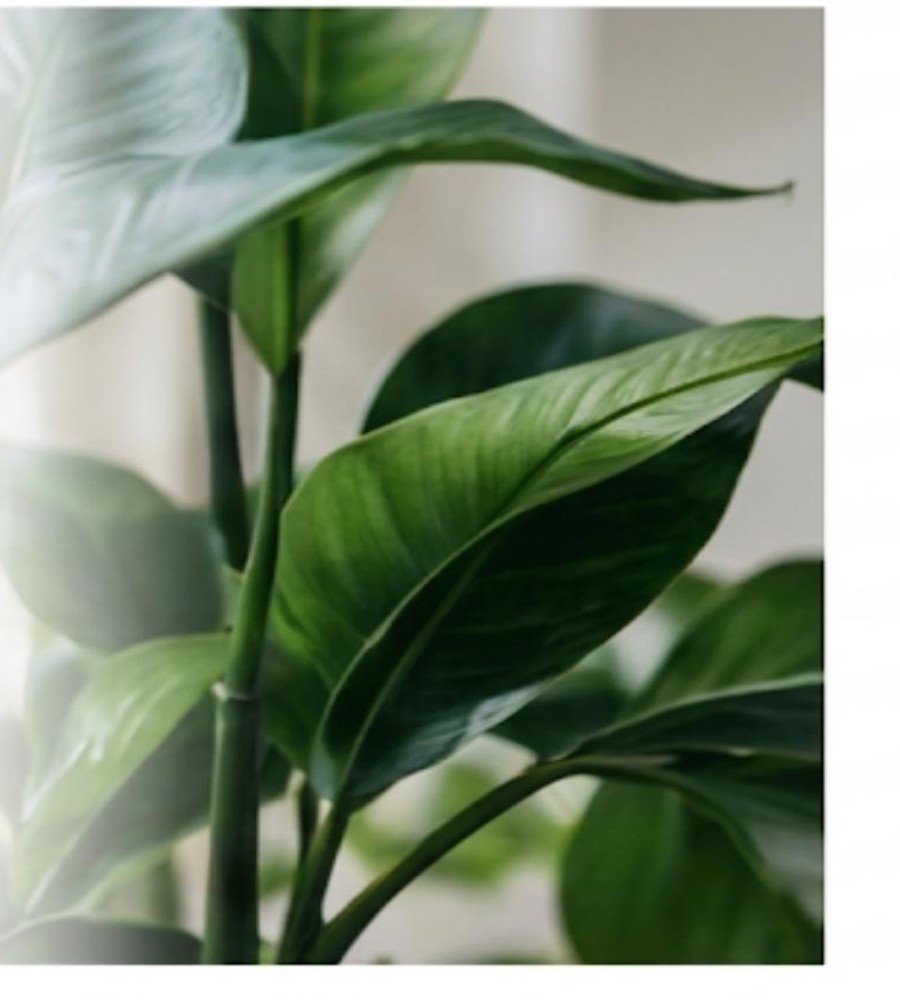 Green plant representing responsible sourcing